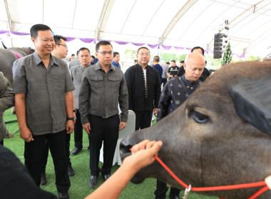 ร่วมเป็นเกียรติกิจกรรมพิธีสู่ขวัญควาย ในวันอนุรักษ์ควายไทย ... พารามิเตอร์รูปภาพ 2