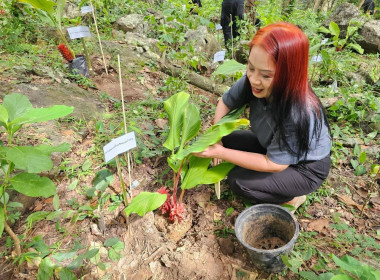 กิจกรรมรวมพลังจิตอาสาปรับปรุงภูมิทัศน์น้ำตกเฒ่าโต้ และปลูกว่านอุษาลำภู ... พารามิเตอร์รูปภาพ 5