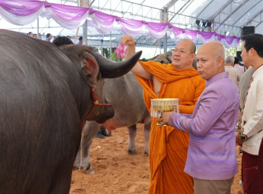 พิธีสู่ขวัญควาย &quot;พิธีปลดแอก ปลดไถ บายศรีสู่ขวัญ ควายไทย&quot; พารามิเตอร์รูปภาพ 4