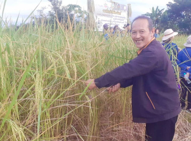 กิจกรรมเกี่ยวข้าวใต้แสงจันทร์ (ข้าวระยะเม่า) พารามิเตอร์รูปภาพ 4