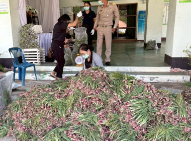 รับมอบและกระจายหอมแดงสดจากเกษตรกร จังหวัดศรีสะเกษ ... พารามิเตอร์รูปภาพ 2