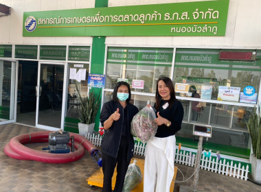 รับมอบและกระจายหอมแดงสดจากเกษตรกร จังหวัดศรีสะเกษ ... พารามิเตอร์รูปภาพ 4