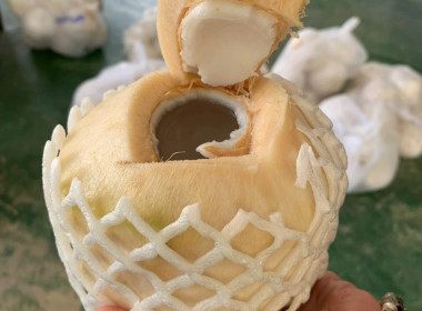 รับมอบมะพร้าวน้ำหอมสดจากสวน บ้านแพ้ว จังหวัดสมุทรสาคร ... พารามิเตอร์รูปภาพ 2