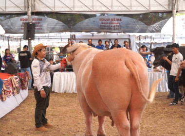 เข้าร่วมกิจกรรมการประกวดควายงามจังหวัดหนองบัวลำภู (Buffalo ... พารามิเตอร์รูปภาพ 7