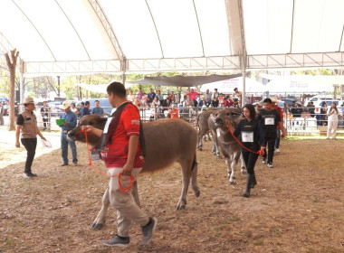 เข้าร่วมกิจกรรมการประกวดควายงามจังหวัดหนองบัวลำภู (Buffalo ... พารามิเตอร์รูปภาพ 6