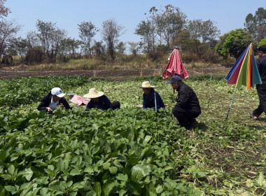 ร่วมจัดทำ VTR ประชาสัมพันธ์ ... พารามิเตอร์รูปภาพ 4